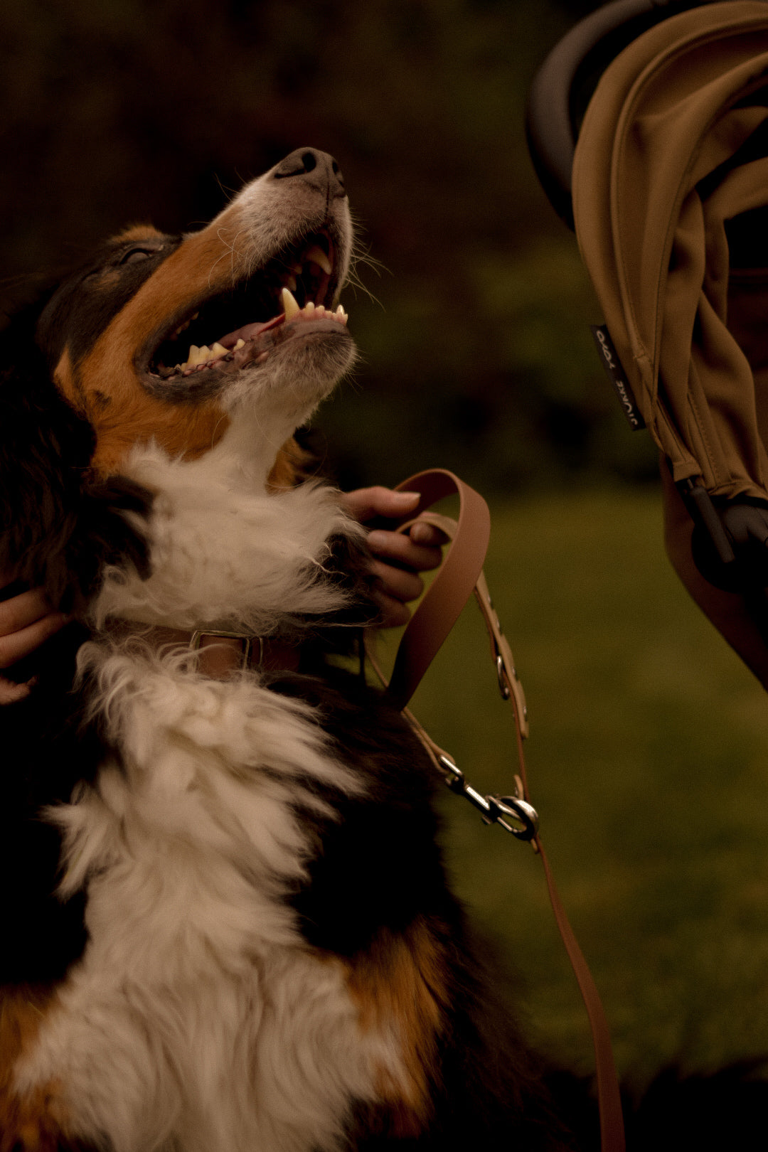 Ensemble de collier et laisse pour chien
