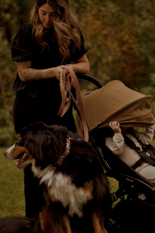 Ensemble de collier et laisse pour chien